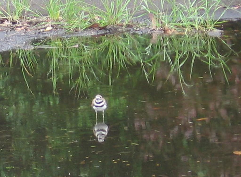 Birdwatching Morning